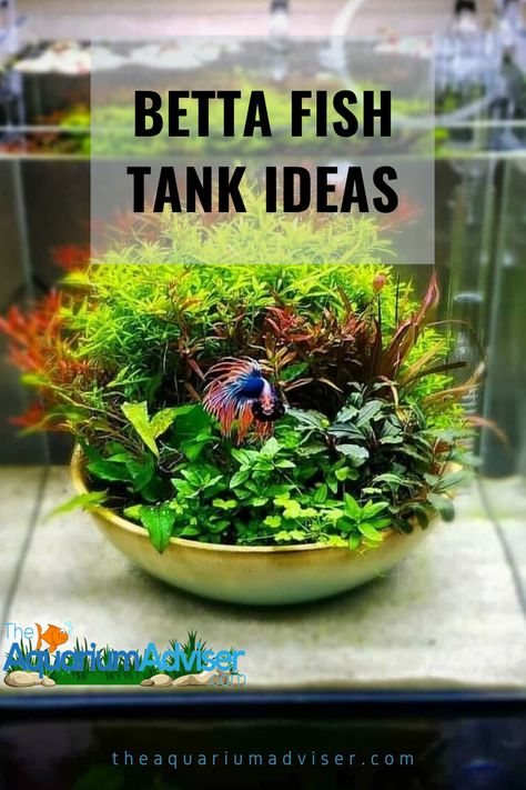 In this post, I wanted to describe to you my setup for a Betta fish pond. Instead of keeping them in the usual clear aquarium, I wanted to try and set up an environment and new idea that would give them more privacy and be more like their natural habitat. #bettafishtankideas #bettafishplants #bettatanks #siamesefish #plantedbettatank #bettafish Desktop Fish Tank Ideas, Planted Bowl Aquarium, Betta Fish Natural Habitat, Betta Fish Habitat, Aquarium For Betta Fish, Small Planted Aquarium, Aqua Scaping Freshwater Aquarium, Planted Betta Aquarium, Unique Beta Fish Tank Ideas