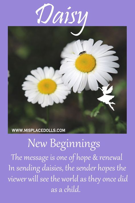 In the Language of the Flowers, the Daisy is about the message of hope and renewal. Flowers For New Beginnings, Daisy Spiritual Meaning, Meaning Of Daisy Flowers, Daisy Name Meaning, Daisy Quotes Inspirational, Daisy Meaning Flowers, Daisy Flower Quotes, Floral Meanings, Daisy Symbolism