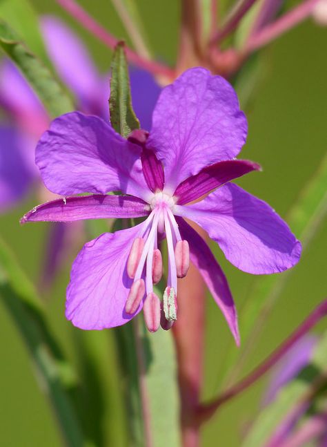 ˚Rosebay Willowherb (chamerion angustifolium) Wild Flowers Uk, Rosebay Willowherb, Trellis Fence, Arbors Trellis, Linear Park, What A Beautiful World, Garden Pathway, Medicinal Plants, Flowers Nature