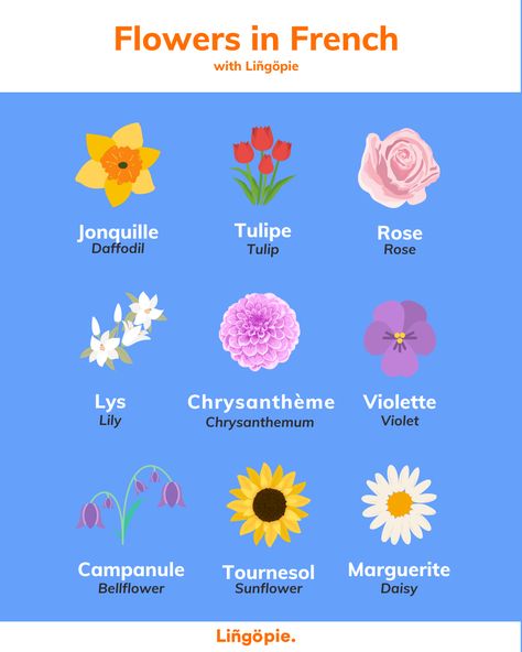 Parlez-vous flower? Impress your friends with your blossoming French vocabulary and add a touch of je ne sais quoi to your garden game! 🌺🌷🇫🇷 Learning Tips, Garden Games, French Vocabulary, New Language, French Language Learning, Flower Names, Learn A New Language, French Language, Watch Tv Shows