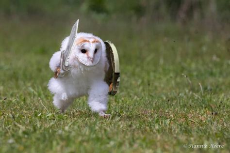 An owl hurrying somewhere on the grass touched millions and became a popular meme Owl Meme, Funny Owls, Owl Pictures, Silly Animals, Cute Animal Photos, Barn Owl, Cute Owl, Cute Birds, The Grass