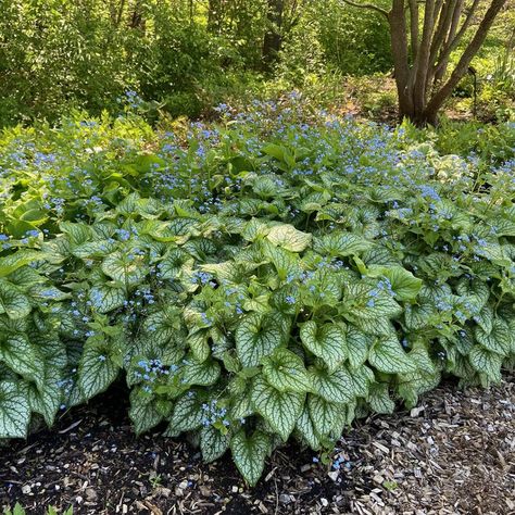 Dry Shade Garden, Brunnera Macrophylla, Rabbit Resistant Plants, Silver Plant, Backyard Plants, Grasses Garden, Silver Leaves, Leaf Texture, Forest Garden