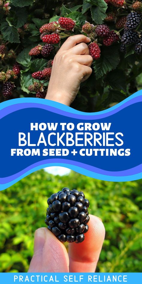 How to Grow Blackberries from Seed & Cuttings: Gardening for Beginners - Want to know how to plant blackberry bushes or blackberry planting ideas? Here's your ultimate guide to everything blackberry! Learn all about growing blackberries from seed and cuttings in containers and pots, or on a trellis or fence. Plus a few of my favorite easy, tips for growing berries, easy & healthy blackberry recipes, and blackberry plant care. Blackberry Plant Care, How To Plant Blackberries, Planting Blackberry Bushes, Growing Blackberries Trellis, Growing Blackberries In Containers, Healthy Blackberry Recipes, Blackberry Trellis Ideas, Planting Blackberries, Pruning Blackberries