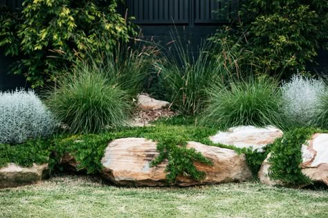 Sustainable Garden Design, Australian Garden Design, Bush Garden, Australian Native Garden, Front Garden Design, Plants Growing, Australian Garden, Plant Projects, Coastal Gardens