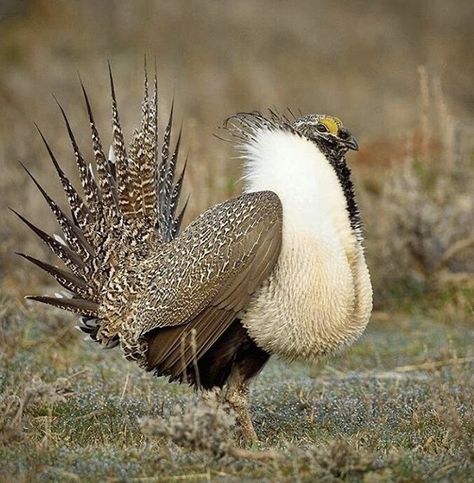 Sage Grouse, Common Pheasant, Wild Chicken, Southern Alberta, Wildlife Biologist, Saskatchewan Canada, Birds Nature, Colouring Pics, Game Birds