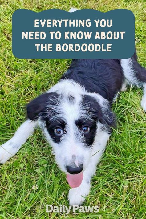 The bordoodle is a medium-sized crossbreed of two of the world's most intelligent dogs: the border collie and the poodle. Find out all you need to know about living with and caring for this dog. #breeds #petbreeds #breedroundup #catbreeds #kittenbreeds #dogbreeds #bestcatbreeds #bestdogbreeds Border Collie Poodle Cross, Border Collie Poodle Mix, Border Collie Poodle, Doodle Dog Breeds, Best Cat Breeds, Dog Marketing, Kitten Breeds, Pet Breeds, Purebred Dogs