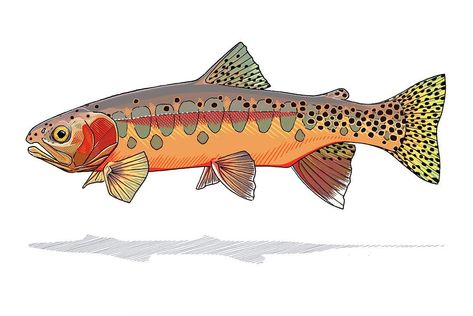 The Golden Trout illustration is all finished and available online!  This California native is absolutely stunning in person. If you've never ventured to the alpine lakes and streams of the Sierra Nevada that host this species, I highly recommend you do! Fish Reference, Golden Trout, Trout Art, Trout Fishing Tips, Fishing Photography, Fishing Kit, Fishing Rod Holder, Fish Painting, Fish Print