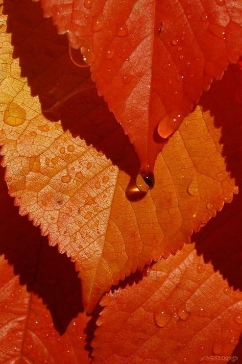 Reddish Orange Aesthetic, Aesthetic Orange, Drops Of Water, Orange Leaves, Rainbow Aesthetic, Orange You Glad, Orange Aesthetic, Orange Leaf, Reddish Orange