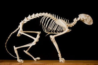 Signs of a Healthy Cat: The Rear Quarters: Skeleton of a Cat With the Rear Quarters Marked Rabbit Skeleton, Skeleton Reference, Gunther Von Hagens, Persian Cats For Sale, Feline Anatomy, Animal Skeleton, Anatomy Bones, Skull Reference, Skeleton Anatomy