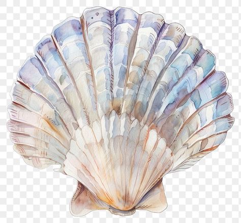 Shell Png, Seashell Watercolor, Shell Illustration, Ocean Elements, Seashell Illustration, Illustration Beach, Elegant Watercolor, Scallop Shell, Birthday Template