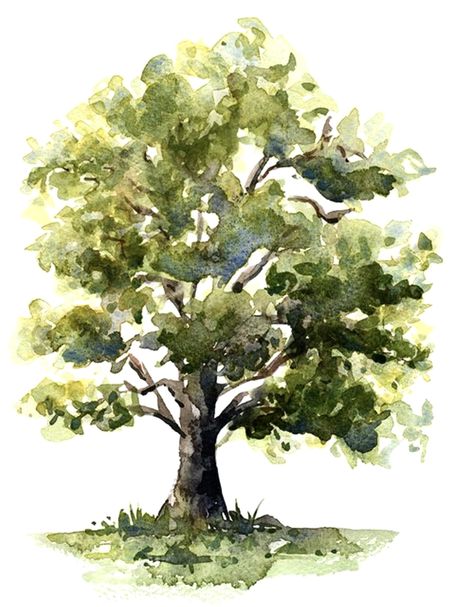 Watercolor Oak Tree, Apple Tree Watercolor, Tree Drawing Watercolor, Tree Watercolour Painting, Architecture Visualization Photoshop, Png Landscape, Watercolour Tree, Tree Watercolour, Watercolour Trees