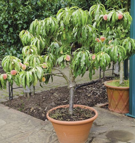 Peach Tree In Pot, Fruit Trees In Pots, Fig Fruit Tree, Fruits To Grow, Small Orchard, Fruit Trees In Containers, Potted Fruit Trees, Gardening Magazine, Pots Ideas