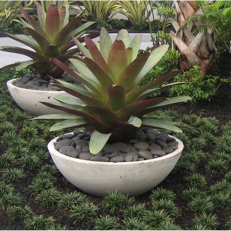 Large Garden Bed Ideas, Potted Plants In Garden, Auckland Garden, Large Bowl Planters, Bromeliads Landscaping, 2023 Landscape, Commercial Planters, Front Yard Decor, Rock Plants