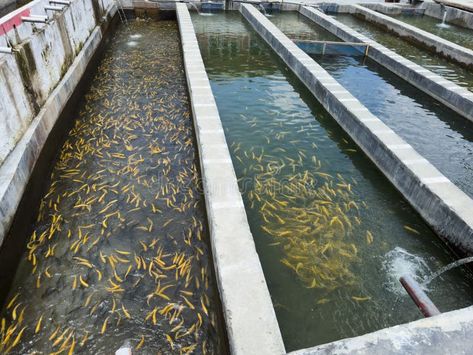 Golden trout fishes in water tank in a fish farm. Trout fish farming in Pakistan royalty free stock photo Trout Farming, Fish Farming, Water Tank, Fish Tank, Pakistan, Fresh Water, Royalty Free Stock Photos, Stock Images, Fish