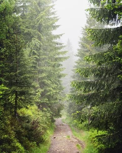 size: 10x8in Photo: Beautiful evergreen forest with pine trees and trail. Nature background, landscape photography : Nature Background Landscape, Simple Nature Background, Forest Reference, Pine Landscape, Landscaping Photography, Background Landscape, Pine Trees Forest, Evergreen Forest, Tree Canopy