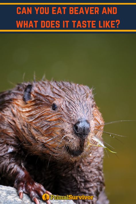 Beaver Recipes Wild, Beaver Recipes, Prepper Food, Shtf Prepping, Shtf Preparedness, Long Term Food Storage, Emergency Prepping, A Restaurant, Meat Recipes