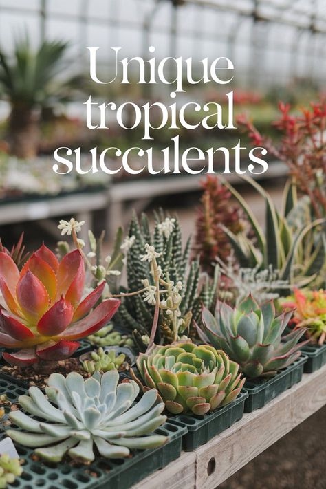 Exotic Succulents Perfect for Greenhouse Growing Greenhouse Construction, Greenhouse Growing, Best Plants, Diy Greenhouse, Citrus Trees, Carnivorous Plants, Garden Care, Greenhouses, Exotic Plants