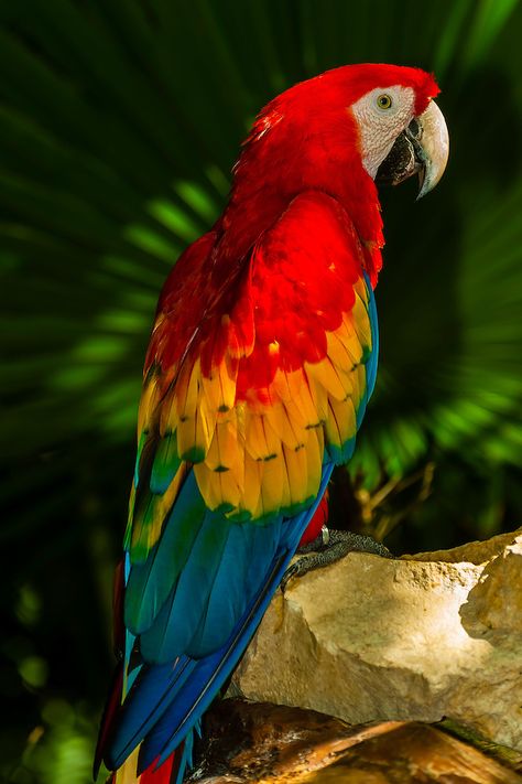 Xcaret Park, Animals And Pet Supplies, Regard Animal, Parrot Painting, Scarlet Macaw, Animal Jungle, Quintana Roo Mexico, Parrots Art, Parrot Bird