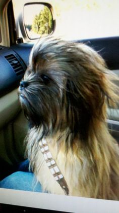 Best dog costume ever If there is a hypoallergenic dog like this I am getting it!!! Chewbacca Costume, Best Dog Costumes, Costumes For Dogs, Costume For Dogs, Spider Dog, Game Mode, Dog Halloween Costumes, Dog Costumes, Dog Costume