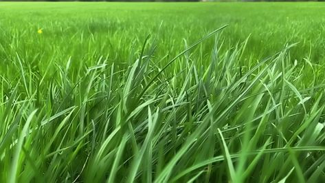 Wallpaper For Windows 10, 9:16 Wallpaper, Film Reference, Heart Drawings, School Art Activities, Android Wallpaper Dark, Field Wallpaper, Grass Background, Moving Backgrounds