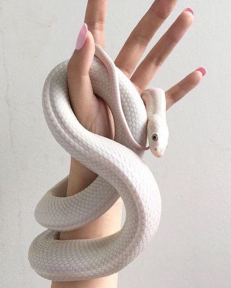 KALON ATHLEISURE on Instagram: “There is something so beautiful about white creatures. 🤍” Snake Aesthetic, Pretty Snakes, Rabbit Cages, Cute Reptiles, Cute Snake, Hand Drawing Reference, Snake Art, Beautiful Snakes, Pet Snake