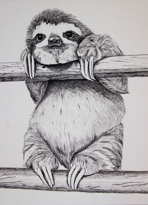 Illustration on Behance Sloth Drawing Sketch, Sloth Sketch, Animal Pencil Drawings, Sloth Drawing, Lazy Animals, Perspective Drawing Architecture, Pencil Drawings Of Animals, King Charles Cavalier Spaniel Puppy, Animal Drawings Sketches