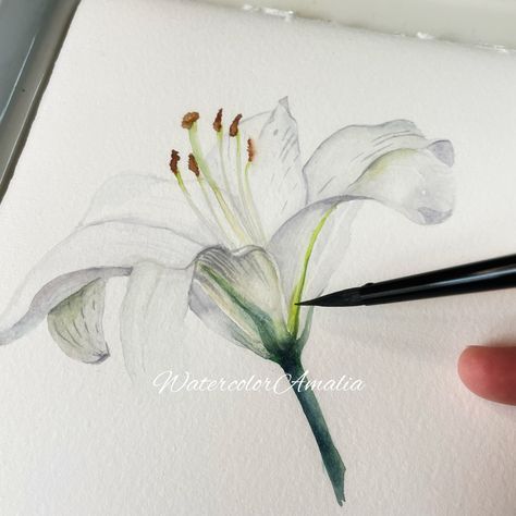 🌿Easter lilies symbolizing pease, purity and hope, their fragrant blossoms trumpet the news of the miraculous resurrection 🌸 #easter #watercolours #artgallery #lilies #flower #spring #artist #artworks #love #photography #blumenliebe #wasserfarbenmalen #akuarela #aquarelleart #looseflorals Easter Lilies, Easter Lily, Love Photography, Watercolor Art, Blossom, Art Gallery, Lily, Easter, Flowers