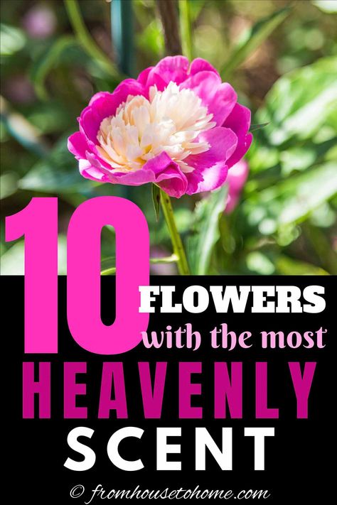 Flowers That Smell Amazing, Fragrant Flowers Perennials, Fragrant Climbing Plants, Flowers That Smell Good, Flowers That Love Sun, Most Fragrant Flowers, Good Smelling Plants, Bush Of Flowers, Fragrance Garden