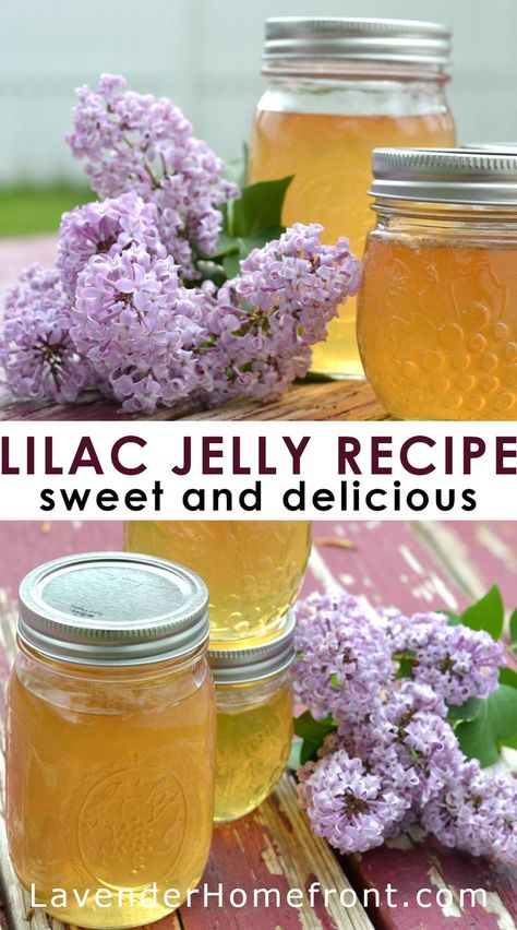 Homemade Jellies And Jams, Lilac Jelly Recipe, Honeysuckle Jelly Recipe, Honeysuckle Syrup, Homemade Jelly Recipe, Dandelion Jelly Recipe, Lilac Recipes, Lilac Jelly, Canning Jelly