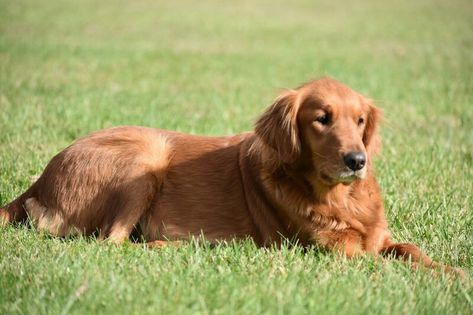 I love laying in grass, its makes me want to roll around (golden retriever) Amazing Dogs, Golden Retriever Puppy, Retriever Puppy, Golden Retrievers, Dog Photos, Girls Best Friend, Best Dogs, Golden Retriever, Art Ideas