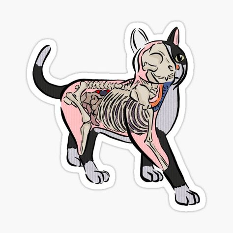 Veterinary Medicine Stickers for Sale | Redbubble Medicine Stickers, Veterinary Symbol, Medical Stickers, Cat Anatomy, Vet School, Animal Medicine, Vet Student, Vet Med, Pet Vet