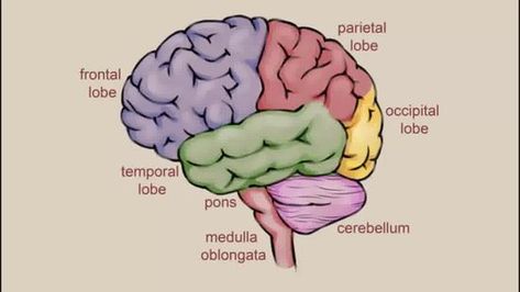 Brain Drawing Simple, Draw A Brain, Human Brain Drawing, Biology Drawing, Brain Models, Brain Drawing, Occipital Lobe, Beginner Sketches, Brain Anatomy