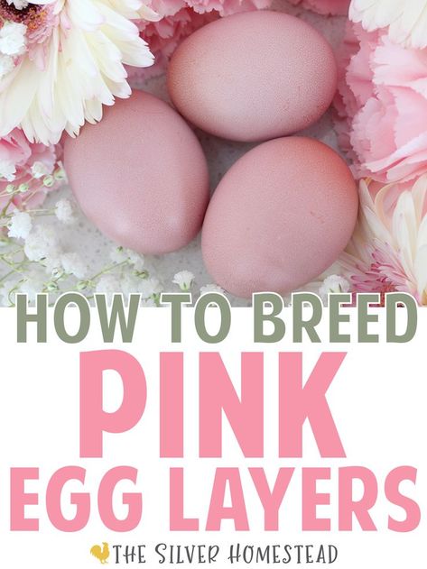 3 heavy bloom true cotton candy pink colored easter egger chicken breeding hatching eggs are shown on a white surface with fresh pink carnations, white and blush daisies and white baby's breath flowers with text that reads how to breed pink egg layers backyard chicken keeping egg colors Colored Chicken Eggs, Easter Eggers Eggs, Chicken Egg Basket, Chicken Egg Colors, Chicken Breeding, Pink Eggs, Easter Egger Chicken, Cute Chicken Coops, Egg Laying Chickens