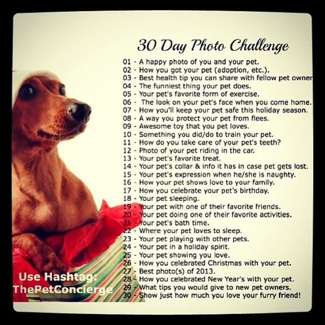 Dog Challenge Ideas, Dog Photo Challenge, Dog Instagram Post Ideas, Picture Taking Tips, Challenge 30 Days, Photo Challenges, 15 February, 30 Day Challenges, Puppy Day