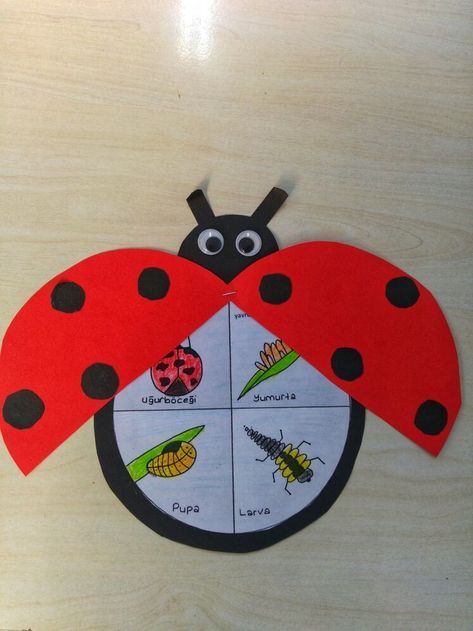 Ladybug Life Cycle Craft, What The Ladybird Heard Activities, Ladybug Life Cycle Activities, Life Cycles Preschool, 1st Grade Crafts, Ladybug Life Cycle, Frog Activities, Life Cycle Craft, Life Cycles Activities