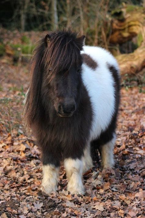 Shetland Pony: Characteristics, Facts, Temperament - PetTime Shetty Pony, Mini Shetland Pony, Pony Photo, Miniature Pony, Shetland Ponies, Miniature Ponies, Baby Horse, Tiny Horses, Baby Pony