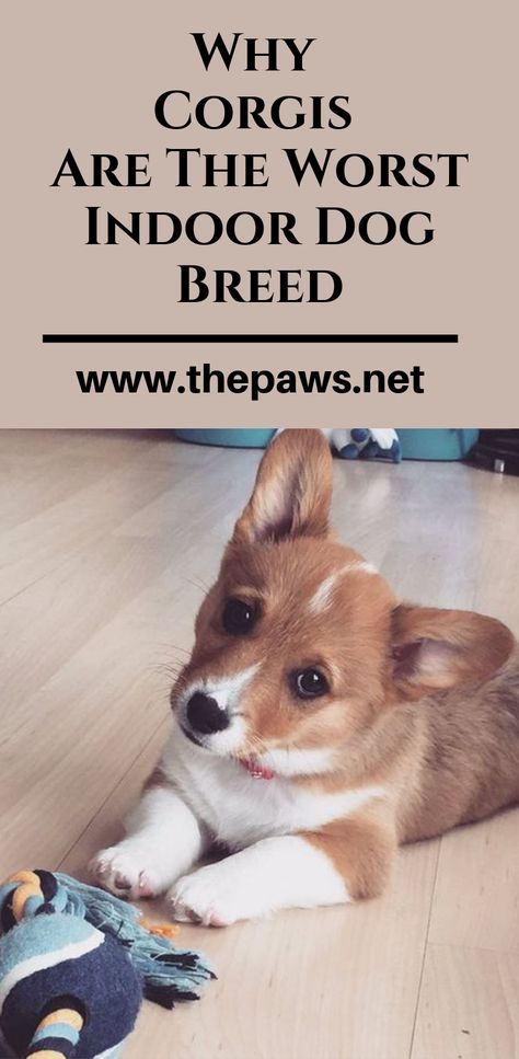 Here are the 14 Reasons Corgis Are The Worst Indoor Dog Breed Of All Time. #corgis #indoordog #dogbreed #worstdog #dogs #pets #corgisdogs #thepaws Cowboy Corgi Puppies, Corgi Aesthetic, Corgi Mix Puppies, Corgis Puppies, Blue Merle Corgi, Merle Corgi, Miniature Corgi, Corgi Mix Breeds, Corgi Sploot