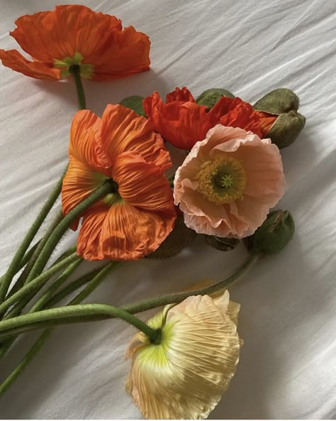 Poppy Flowers Aesthetic, Poppys Aesthetic, Poppy Aesthetic Flower, Poppy Flower Aesthetic, Poppies Aesthetic, Orange Flowers Aesthetic, Poppy Flower Wallpaper, Poppy Aesthetic, November Flowers