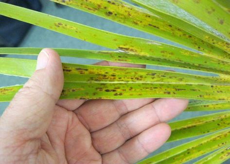 Why is my Areca palm tree having white, brown, and yellow spots? Is anything wrong with the way I cared for my plant? What is happening and how to fix these issues?I know these questions might be arising in your mind if you are noticing these spots on your Areca palm plant. It is well […] Palm Tree Fertilizer, Areca Palm Outdoor Landscape, Mexican Palm Tree, Areca Palm Care, Queen Palm Tree, Queen Palm, Honeysuckle Plant, Areca Palm Plant, Potassium Deficiency