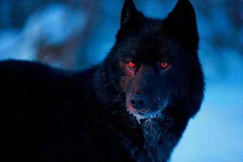 Being a rare male Omega, Taehyung's life has been nothing but miserab… #fanfiction #Fanfiction #amreading #books #wattpad Black Direwolf, Wolf With Red Eyes, Tattoo Animal, Wolf Hybrid, Wolf Stuff, Wolf Pup, Alpha Wolf, Wolf Photos, Wolf Spirit Animal