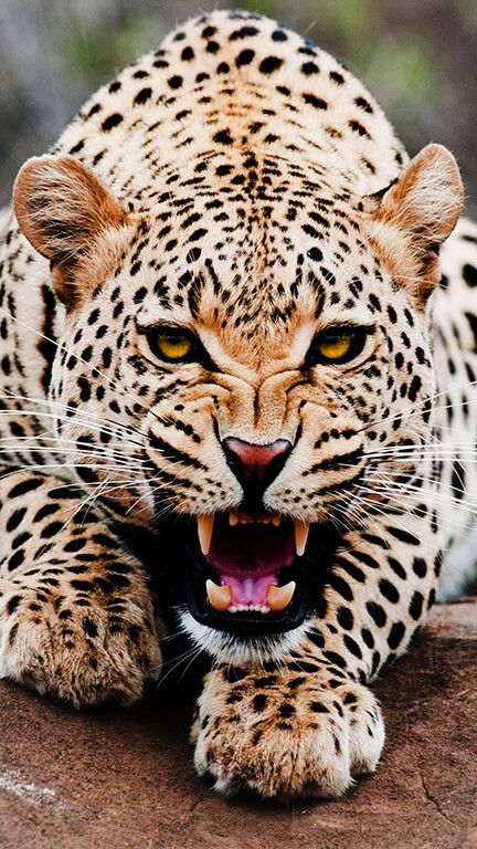 Regard Animal, Jaguar Animal, Leopard Cat, Majestic Animals, Cheetahs, Hyena, Wildlife Animals, Ford Gt, Leopards