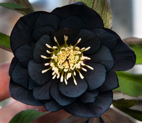 11 Gorgeous Black Flowers From Around The World - Ferns N Petals Planting Seeds Indoors, Goth Garden, Lenten Rose, Gothic Garden, Beautiful Flowers Images, Farm Nursery, Black Garden, Woodland Garden, Organic Seeds