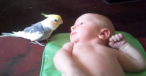 A sweet cockatiel expresses his love to the new family member by singing a special song. And the 2-week-old's reaction is so precious. Bird Videos, Natural Pet Care, Amazing Animal Pictures, Funny Parrots, Parakeets, Funny Birds, Pet Bird, Cute Birds, Little Animals