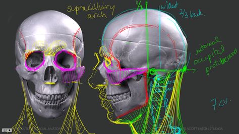 Facial Anatomy at Creative Assembly » Scott Eaton Scott Eaton, Facial Anatomy, Head Anatomy, Skull Reference, Face Anatomy, Female Anatomy, Anatomy Study, Anatomy Reference, Art Studies