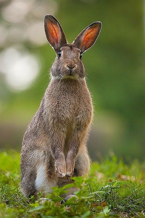 Rabbit Breeding, Snowshoe Hare, Born Free, Bunny Lovers, Bunny Rabbits, Woodland Creatures, Primates, Rodents, The Grass