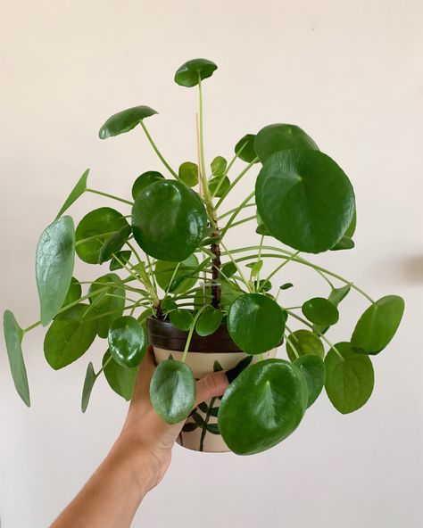 Pilea Peperomioides, Plant Leaves, Home And Garden, Plants, Quick Saves