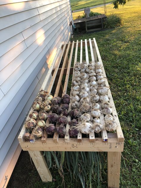 Onion drying rack.  This onion/garlic drying rack was very simple to make, and holds a big harvest of onions.  I recommend anyone that grows, and stores harvest for winter to invest the time in making one. Onion Drying Rack, Garlic Drying, Drying Onions, Homestead Gardens, Garden Veggies, Garden Harvest, Veg Garden, Have Inspiration, Home Vegetable Garden