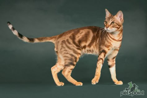 Cat Reference Poses Photo, Cat Reference Photos For Drawing, Cats Poses Reference, Cat Refrance, Warrior Cat Reference, Cat Poses Photography, Warrior Cats Poses, Cat Pose Reference Photos, Cat Poses Reference