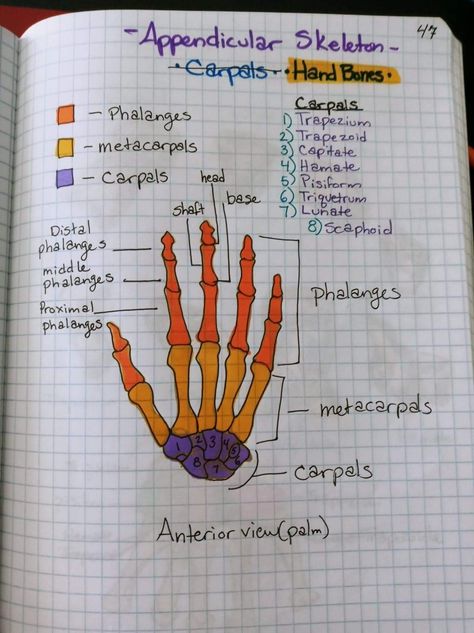 Human Skeleton Biology Notes, All Bones Anatomy, Skeleton Anatomy Drawing Human Body Bones, Bones Of Hand Anatomy, Bones Of The Hand Anatomy, Hand Anatomy Bones, Skull Bones Anatomy Notes, Bones Of The Body Anatomy, Anatomy Help Study