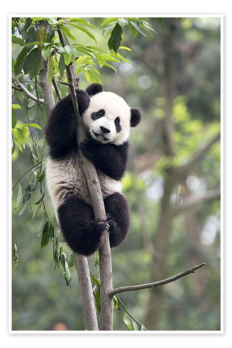 Giant Panda Photography, Panda Photography, Panda Climbing, Industrial Lounge, Giant Panda Bear, Raccoon Family, Tree Images, Panda Love, Giant Panda